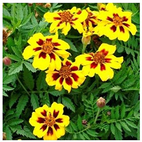 PREMIER SEEDS DIRECT - MARIGOLD DWARF FRENCH - LEGION D’ONORE - 1000 SEEDS