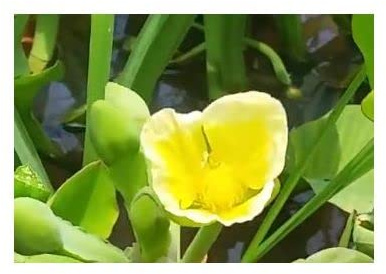 Stk - 30x Limnocharis flava Mehrjährige Garten Pflanzen - Samen ID1418 - Seeds & Plants Shop by Ipsa