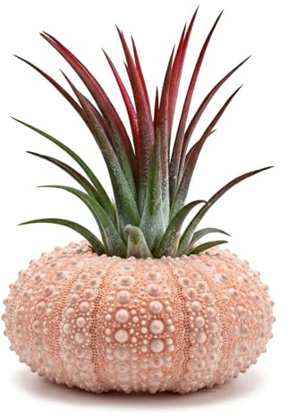 Naroote Coquillage Decoration, Coquilles d'oursin, Coquillage Coquillages Naturels Déal à Air Décoratif à Suspendre, Lot de 5 Mini Supports de Plantes à Air en Coquille d'oursin