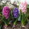 Loveble 300 pezzi Mix Giacinto Semi Belle decorazione del giardino Piante Ornamentali