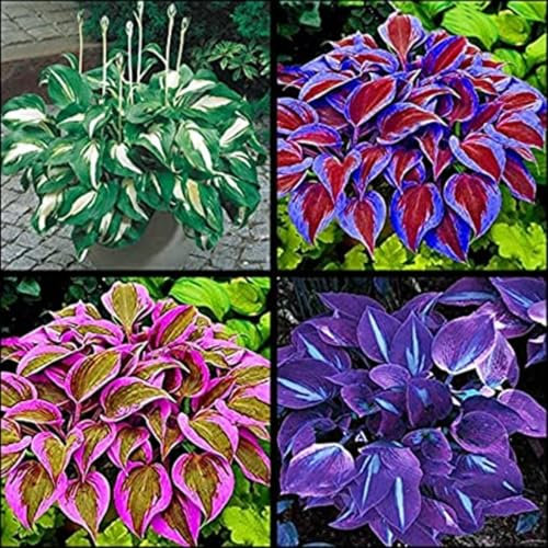 Hostas Bulbs for Planting Now UK Perennial Ornamental Perennial Good for Containers Easy Plant Natural Organic/Excellent Display Plant Bulbs Greening Flower -8Bulbs-greenC