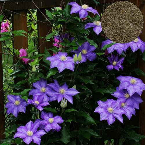 Luojuny Clematis-Samen, 100 Stück/Beutel, Clematis-Samen, gesund, einfach zu pflanzen, DIY-Haus, dekorative Pflanzen, Samen für Zuhause Helles Lila Clematis-Samen