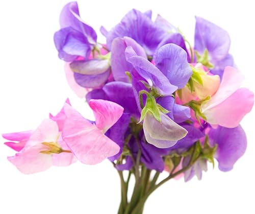 Duftwicke Lathyrus Odoratus Platterbse Sweet Pea 10 Samen