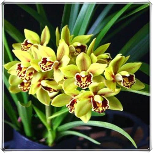 Cymbidium Plants for Sale,Cymbidium Mix,Good for Containers Golden Jade Carving Feels Beautiful-5bulbs-E