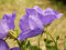 Tussock-Glockenblume-Lila/Blau-200 Samen
