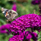 1 Buddleia davidii 'Royal Red' in 9cm Pot Buddleja Butterfly Bush 3fatpigs®