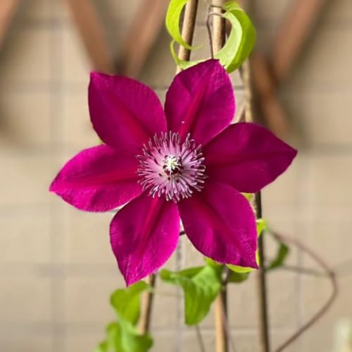 1 pcs Clematis Winterhart Mehrjährig Zwiebeln, gartenpflanzen steingartenpflanzen winterhart Clematis florida, Klematis, schattenpflanzen winterhart gartenblumen schnittblumen blumen