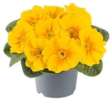 100pcs Yellow Primula Candelabra Flower Seeds