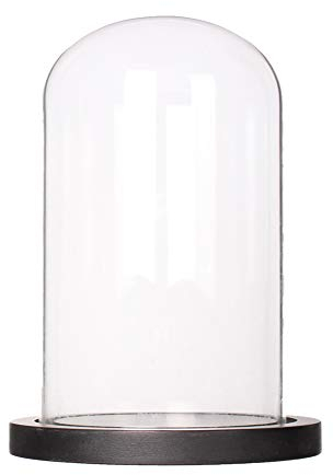 Artlass Glasglocke mit schwarzem Holzsockel, Durchmesser 15,2 cm x Höhe 25,4 cm