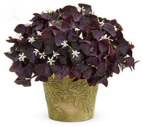 : Rot: 100 Grains Rose Blumensamen Büro Zier Rose Samen Topfpflanzen Samen Zc : Seeds Only