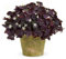 : Rot: 100 Grains Rose Blumensamen Büro Zier Rose Samen Topfpflanzen Samen Zc : Seeds Only