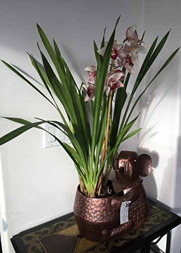 Metal plant holder Planter Holder Flower Pot (Elephant2-13x9x14)