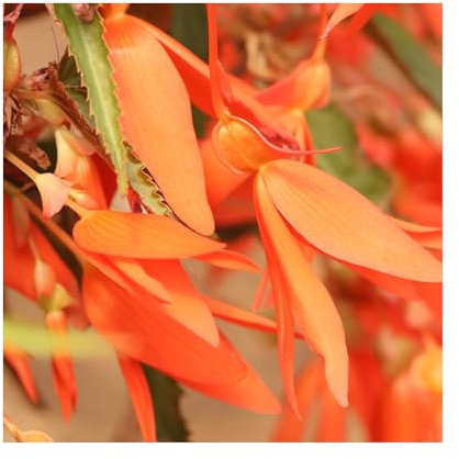 Begonia Sunbrero Basket Salmon - 6 Starter Plants Beautiful Begonias - Vibrant Bedding Plants. Ready for pots or Hanging Baskets Plants Online.Summer Garden