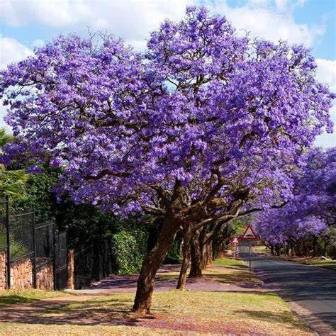 Astoni di Paulownia Tomentosa, Albero Imperiale, Fiori Viola e Foglie Grandi