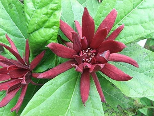 Echter Gewürzstrauch Calycanthus floridus Pflanze 25-30cm Nelkenpfeffer Rarität