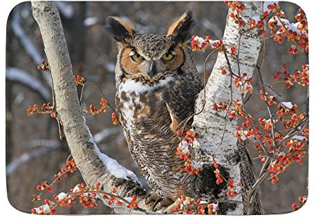 Türmatte Große Gehörnte Eule, Die Auf Schneebedecktem Zweig Sitzt 40X60Cm Badvorleger Komfortabel Wasserabsorbierend Haustür Fußmatten Für Innen Wohnzimmer