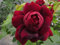 Highgrove- 5.5lt Potted Climbing Garden Rose Bush - Large Old Fashioned Garnet Red Flowers, Fragrant Repeat Flowers, Repeat Flowering - Exclusive!