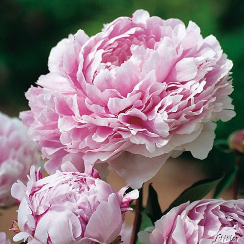 Pfingstrose Sarah Bernhardt - Rose stark duftend und winterhart -Paeonia lactiflora- Blüten der Blume hell-rosa - Pflanze von Garten Schlüter