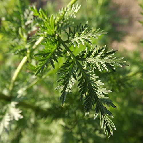 Graines de semences d'Absinthe