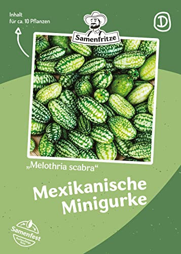 Mexikanische Minigurke Samen