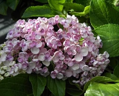 Hydrangea macrophylla Ayesha - Bauernhortensie - 30-40 cm