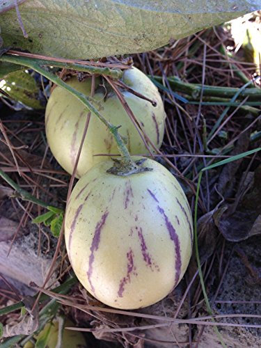 Pepino-Solanum MURICATUM
