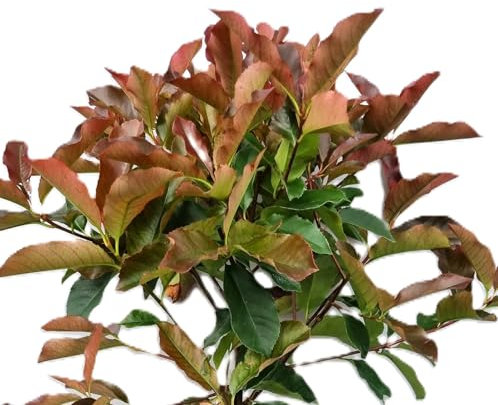 Photinia fraseri 'red Select' Glanzmispel 100-125 cm winterhart Freilandaufzucht