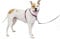 PetSafe 3-in-1 Hundegeschirr, Anti-Zieh, Hundegeschirr für Autogurt, Hundegeschirr Auto, Anti-Zug Hundegeschirr, Reflektoren, Geschirrgriff, Größe M ; schwarz, blau, lila