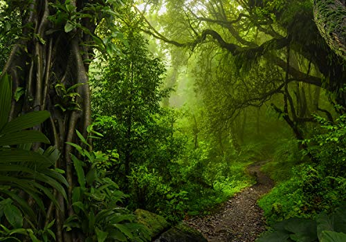 wandmotiv24 Fototapete Dschungelpfad Wald Weg, XL 350 x 245 cm - 7 Teile, Wanddeko, Wandbild, Wandtapete, Dschungel Bäume Pfad M6479