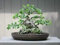 100 semi di cluster Fig Tree 3399 (Ficus racemosa)