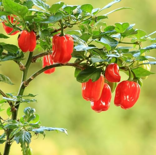 Buy4seeds 15 Seeds Chilli Pepper Seeds Scotch Bonnet red Easy to Grow Garden