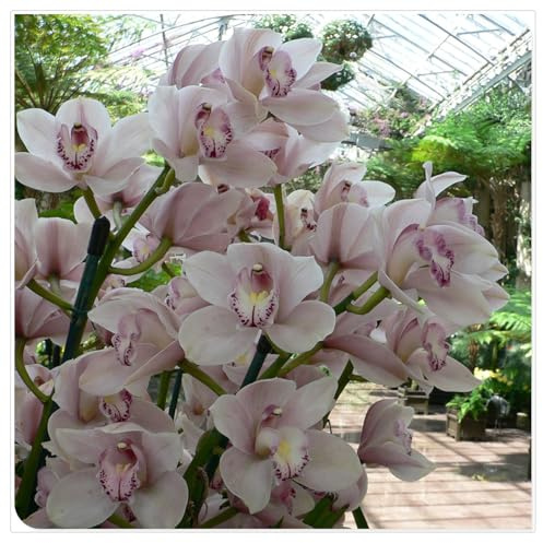 Ideal für deutsche Gärten,Winterharte für Innenräume und Gärten, winterharte,winterharte für garten,Cymbidium Orchidee, Cymbidium Rhizome-15 Rhizome