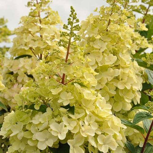 Rispenhortensie Candlelight grüngelb - Hortensie winterhart & mehrjährig - Hydrangea paniculata - 1 Pflanze von Garten Schlüter - Pflanzen in Top Qualität