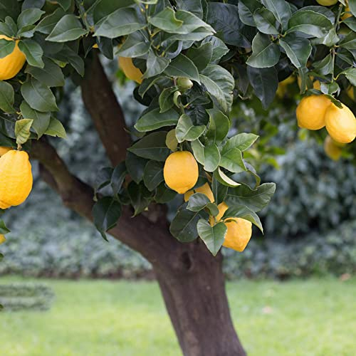 100 Seeds Bio Zitronensamen Winterhart Zitronenbaum Kaufen Zitronen Samen Lemon Tree Seed Zitronenbaum Zitronenbaumsamen Obst Bonsai Samen