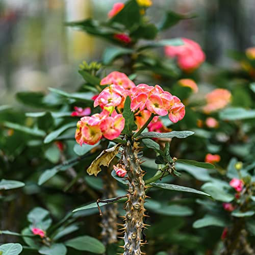 christusdorn zimmerpflanze samen,Euphorbia milii,geschenk garten pflanzen winterhart draußen balkonpflanzen winterhart saatgut alte sorten bloom exotische saatgut blumen geschenk 350 Stück
