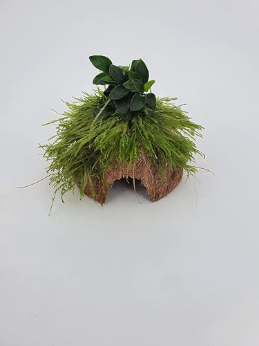 Fisch Höhle Kokos Höhle mit Anubia +Moos Brutstätte Garnelenbäumchen, ca. 7-8cm bepflanzt mit echten Tropica Wasserpflanzen