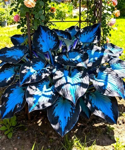 Pflegeleicht MehrjäHrige, Farbenfrohe Funkien-Rhizom In GroßPackungen, Hosta, Fachgerecht Gepflanzt, GartenverschöNerung-10 Rhizom-I