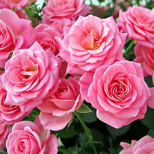 YouGarden - Rose 'Queen Elizabeth' Bare Root (Pink)