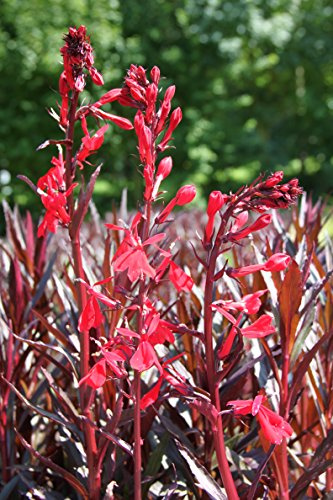 WASSERPFLANZEN WOLFF - Lobelia fulgens Queen Victoria - Rote Wasserlobelie, QUALITÄTSSTAUDE im 9x9cm Topf durchwurzelt, Exotische Teichpflanze Scharlach-Lobelie