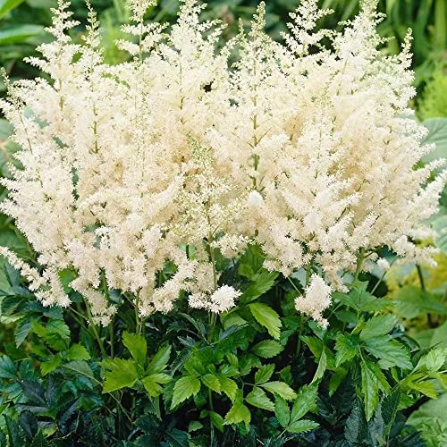 100 Stück astilbe arendsii samen astilben pflanze winterhart - Seltene Pflanzen serie - plants indoor garten winterfeste pflanzen für balkon bienenwiese saatgut bloom deko pflanze