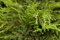 Juniperus communis 'Repanda' 40 cm Stammhöhe - Kriech-Wacholder, immergrün, ideal für Steingärten und Kübel, pflegeleicht, winterhart
