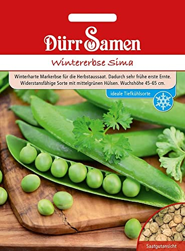 Wintererbsen Samen Sima Winterharte Markerbse Erbsensamen Grüne Erbse ca 120 Korn Saatgut Gemüse Garten Hochbeet Kübel Dürr Samen