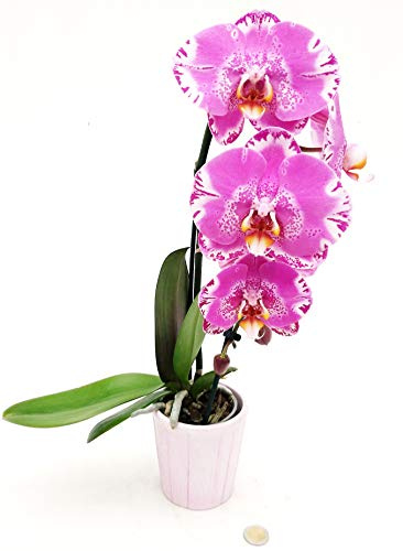 POWERS TO FLOWERS - PHALAENOPSIS VICTORIO FUCSIA A CASCATA IN VASO CERAMICA BIANCO, pianta vera