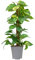 PLNTS - Scindapsus Scindapsus (Pothos) - Plante verte - Plante d'intérieur en 19 cm Pot - Hauteur 75 cm