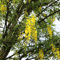 150 pcs goldregen baum winterhart samen, goldregen pflanze, samen geschenk, blumengarten, goldregen samen (Laburnum anagyroides) gartengeschenke, blumen garten winterharte kübelpflanzen,