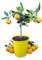 Meine Orangerie Yuzu Baum- Citrus Junos - 60-80cm - Frosthart - echte veredelte Yuzu Zitrone - Fruchtreife Zitruspflanze in Gärtnerqualität - sehr aromatische Früchte für Yuzu Saft