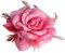Haarspange mit rosa Rose, große Rose, Fascinator, Blume, Haarschmuck, Clips, elastisch, Hochzeitshaarblume, 1 Stück