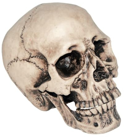 Horror-Shop Anthropologie Totenschädel als Gruseldeko