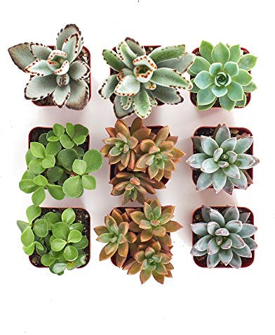 Pack de 9 Plantas Suculentas Mix Maceta 5cm Plantas Crasas Decorativas