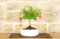 Bonsai di Melograno in ciotola bassa